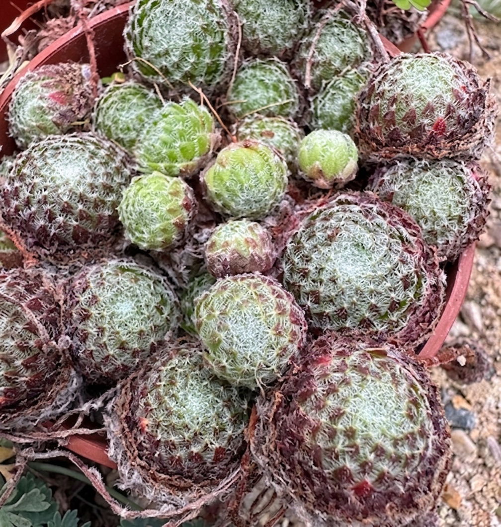 Sempervivum ciliosum